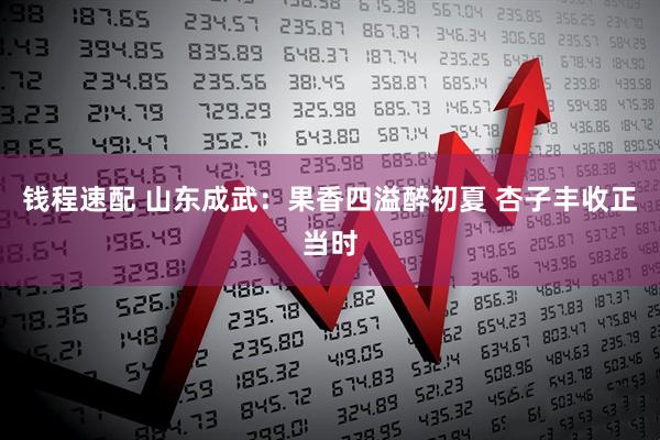 钱程速配 山东成武：果香四溢醉初夏 杏子丰收正当时
